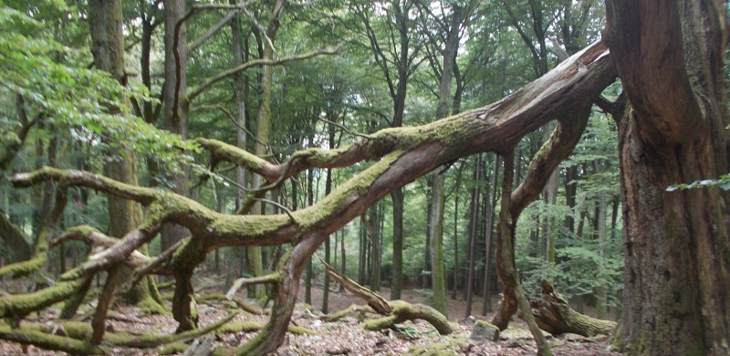 laubwald1